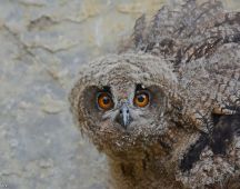 18 Seltene Beute-Beobachtung  fotografiert 15.Juni 2013 19 Uhr